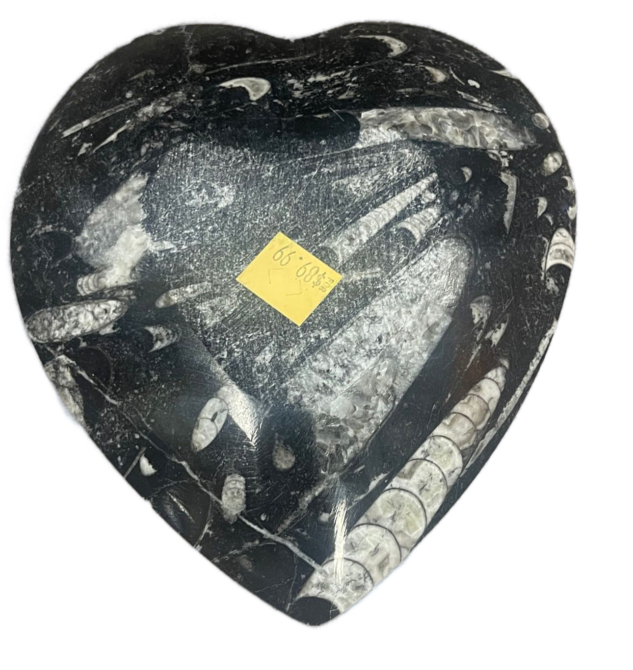 Fossilized Orthoceras Heart Bowl