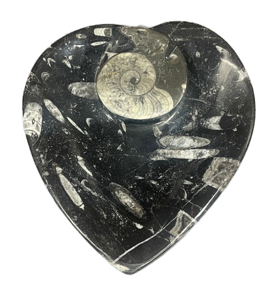 Fossilized Orthoceras Heart Bowl